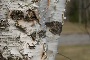 Silver Birch