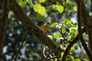 A little birdie told me....