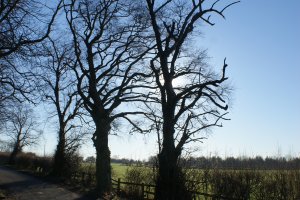 Small Lane near Durham